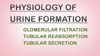 WinnersedutalkPhysiology of urine formation Urinary System part4 Biolectures Malayalam [upl. by Ecinehs514]