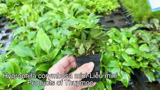 Hygrophila corymbosa miniLiễu miniwwwthuymoccomvn [upl. by Elyrpa]