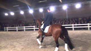 United kwpn  Stallion Show Van Uytert 2014 [upl. by Nannah851]