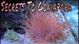 Goniapora Coral Care Guide [upl. by Anahsal782]