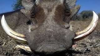 Warthog hunting in Namibia [upl. by Araf]