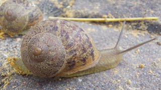 Caracol saca los cuernos al 🌞🌞🌞 [upl. by Eicul300]