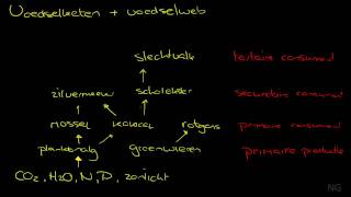 284  Voedselketen en voedselweb [upl. by Nuahs520]