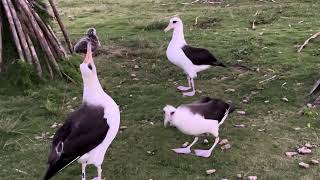 Laysan Albatroses [upl. by Damour691]