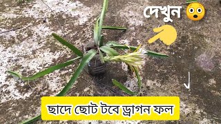 দেখুন কত ছোট টবে ড্রাগন ফল। 4 Oct 2024 [upl. by Jobye]