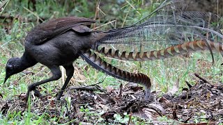 The Amazing Lyrebird Natures Master of Mimicry A2Z Wildlife [upl. by Qulllon828]