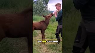 Heartwarming Moment Driver Saves Stranded Alaskan Moosequot wholesomekindnesslove [upl. by Anelaf]