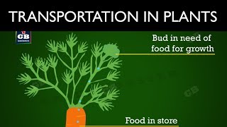 Transportation in plants  Life processes  10th Biology  CBSE  ncert class 10  X Science [upl. by Ttihw]