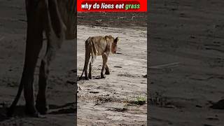 Lion eat grass  🤔 lion eating grass animals lions trending [upl. by Akemad]