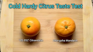 Cold Hardy Citrus Taste Test 🍊❄️ US852 Citrandarin and Changsha Mandarin [upl. by Annahaj]