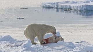 DOCUMENTAL EL DEPREDADOR DEL ÁRTICO  OSO DE HIELO  NATIONAL GEOGRAPHI [upl. by Yeldah]