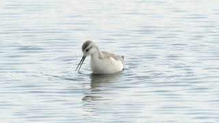 Wilsons Phalarope in Lancashire  September 2024 [upl. by Saile583]