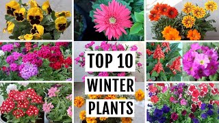 TOP 10 Winter Flowering Plants for Beginner Gardeners [upl. by Combs]