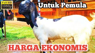 Bibit kambing PE Harganya Terjangkau cocok untuk peternak pemula [upl. by Nwahsiek648]