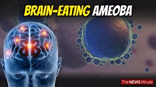 Explained What is BrainEating Amoeba that causes Amoebic Meningoencephalitis Health [upl. by Ettinger122]