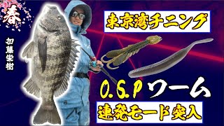 4月 東京湾チニング開幕！OSPワームで爆釣モード突入！ [upl. by Taryne]