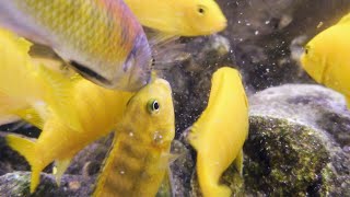 Yellow Mbuna Cichlids In Incredible Real 4K HDR [upl. by Judie]