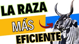 ✍🏾Logre la MAYOR Eficiencia con el GANADO GUZERAT 🤫 Aumente la cantidad de Leche y Carne 😱 [upl. by Llekcir]