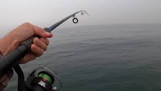 Few hours of fishing Mackerel Fishing at Redondo Beach Pier California [upl. by Lidaa]