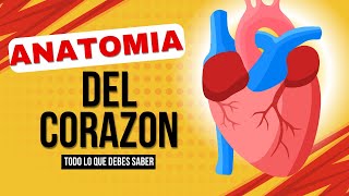 INFORMACION SOBRE LA ANATOMIA DEL CORAZÓN QUE DEBES DE SABER  ANATOMIA✔ [upl. by Lund]