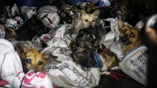 50 dogs rescued from Indonesian slaughterhouse [upl. by Leland206]