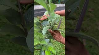 വീട്ടുമുറ്റത്തെ പേര farming [upl. by Annair]