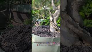 TIPS UNTUK PREMNA MICROPHYLLA bonsai bonsaiindonesia bonsaitree bonsaiinspirasi tanaman [upl. by Goebel286]