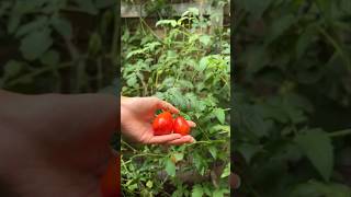 Wooden Box Tomato Magic Tying Pruning and First Harvest shorts gardeningasmr growyourownfood [upl. by Noleta138]