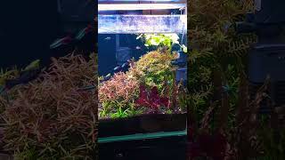 2 ft rescape planted tank like Dutch style [upl. by Sheree]