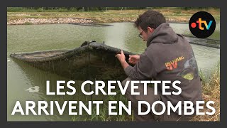 Elevage  les crevettes arrivent en Dombes [upl. by Chrisman]