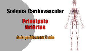 Anatomia Cardiovascular  Artérias  Aula Prática [upl. by Rosenbaum]