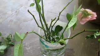 TRYING NEW CUTTINGS OF ROSE PLANT IN WATER [upl. by Ayikal]