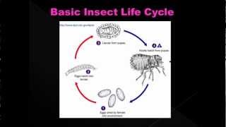 Estimating Post Mortem Interval part 5  Forensic Entomology [upl. by Sokem434]