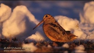 American Woodcock Displaying in Maine [upl. by Oiceladni]