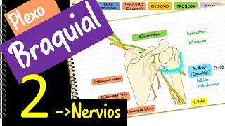 Plexo Braquial 2  Nervios ‐ Fácil y didáctico [upl. by Osy]