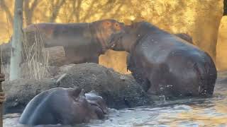 Wild times at Hippo Cove  Cincinnati Zoo [upl. by Notniv]