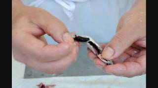 Sardellen ausnehmen und filetieren  How to clean anchovies [upl. by Nyleuqaj]