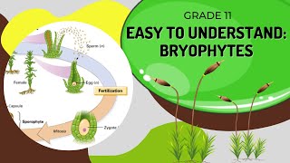 Bryophytes [upl. by Yrelle]