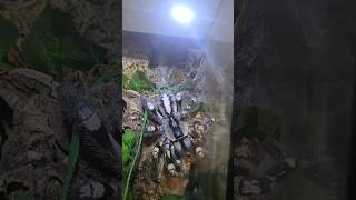 😲💯❤️MOST VENOMOUS TARANTULA💯CATCH PREY tarantula spider nature wildlife [upl. by Mary]