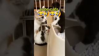 The Funniest cats shorts shorts ytshorts [upl. by Novit133]