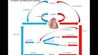 Totale bloedsomloop [upl. by Yram806]