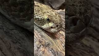 Meet Moe Javi a rattlesnake at the Chiricahua Desert museum [upl. by Ainafets154]