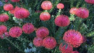 Leucospermum cordifolium Nodding Pincushion [upl. by Ahsiekit]