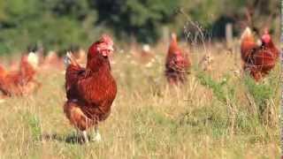 Oeufs fermiers de Loué de poules en liberté BIO IGP [upl. by Renrew]