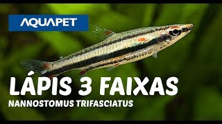 Peixe Lápis 3 faixas NANNOSTOMUS TRIFASCIATUS [upl. by Awuhsoj66]