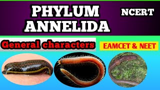 Phylum annelida by Sagar zoology [upl. by Aneelak]