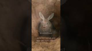 Meet the Aardvark  Natures Oddball Anteater shorts animals [upl. by Nylodnarb]