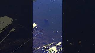 Warrnambool Trout in Clear Water fishing trout freshwater clearwater [upl. by Haelat665]