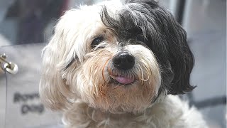 Havanese Mobile Dog Grooming [upl. by Nnil]