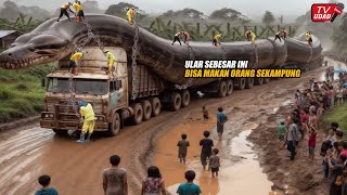 Akhirnya Ular Terbesar di Dunia Sepanjang 100 Meter Dikeluarkan Dari Dalam Hutan Bikin Heboh [upl. by Eleets]